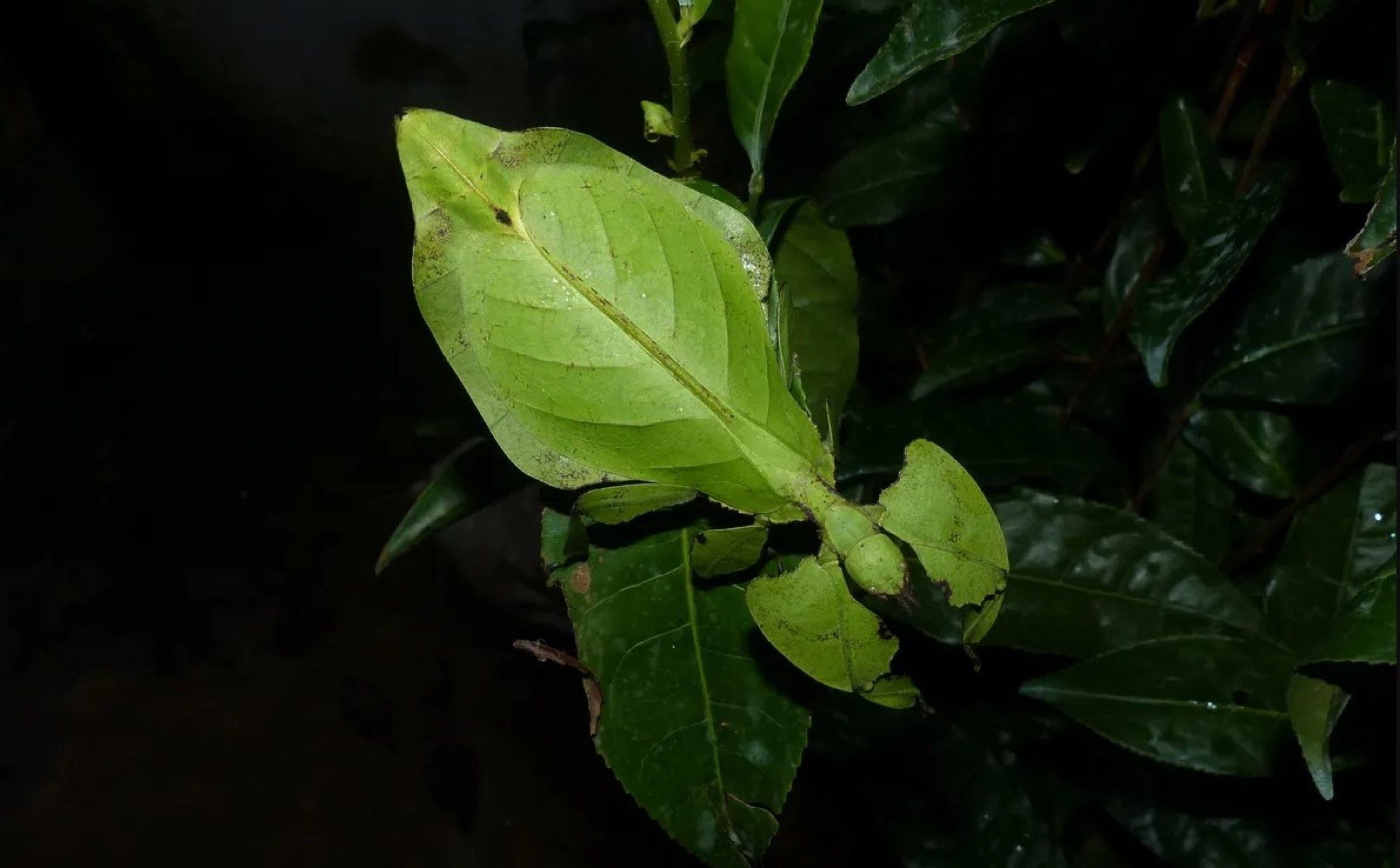 Новый вид насекомых "Pulchriphyllum anangu"