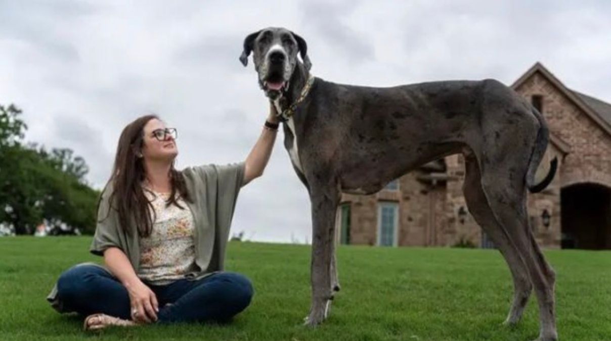 Самая высокая собака в мире заболела раком Самая высокая собака в мире заболела раком