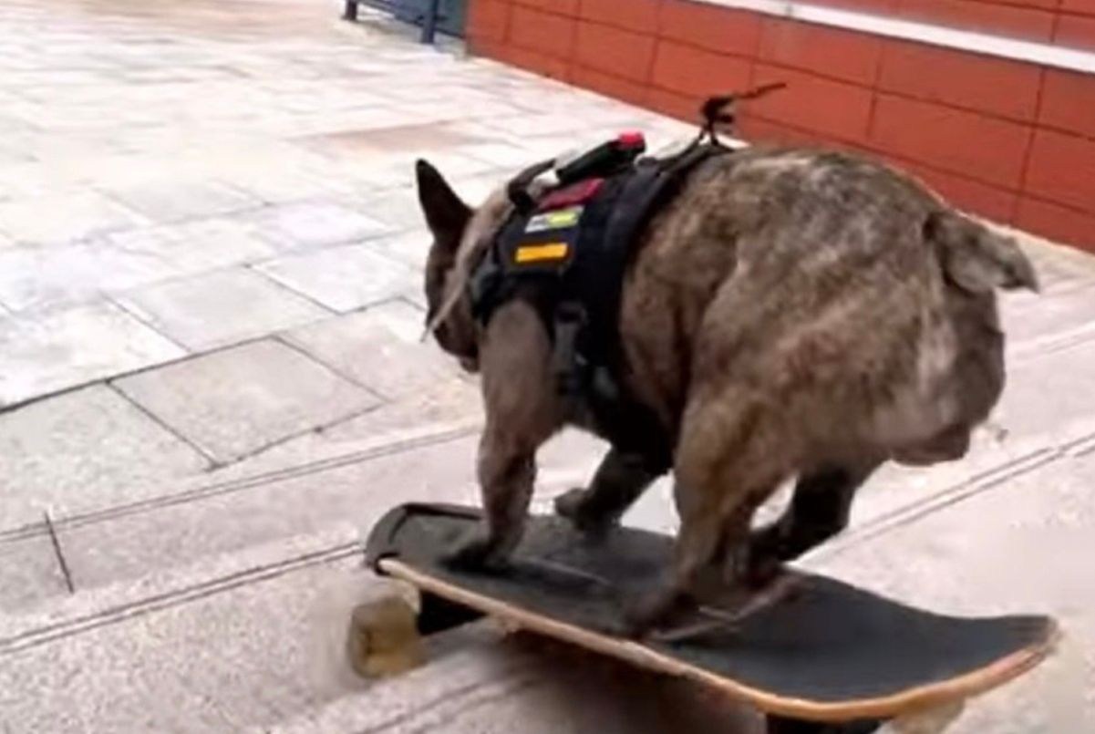 Бульдог из Китая умело гоняет по лестнице на скейтборде Бульдог из Китая умело гоняет по лестнице на скейтборде