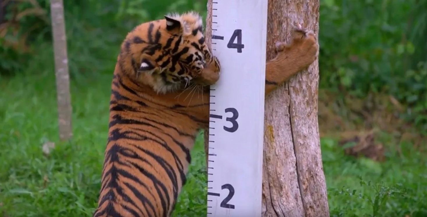 У Лондонському зоопарку провели масштабне зважування тварин У Лондонському зоопарку провели масштабне зважування тварин