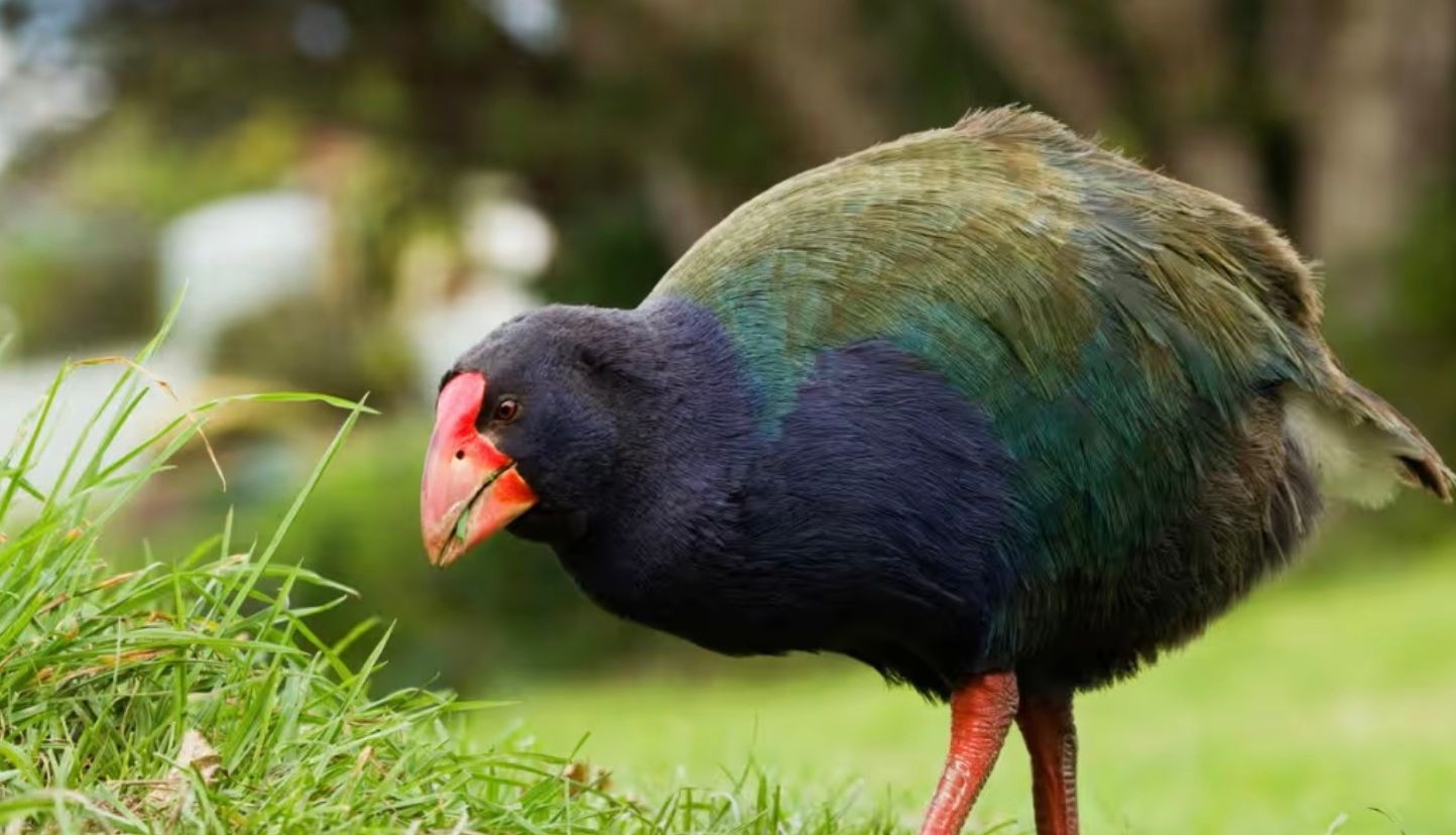 До Нової Зеландії повернувся доісторичний птах такахе