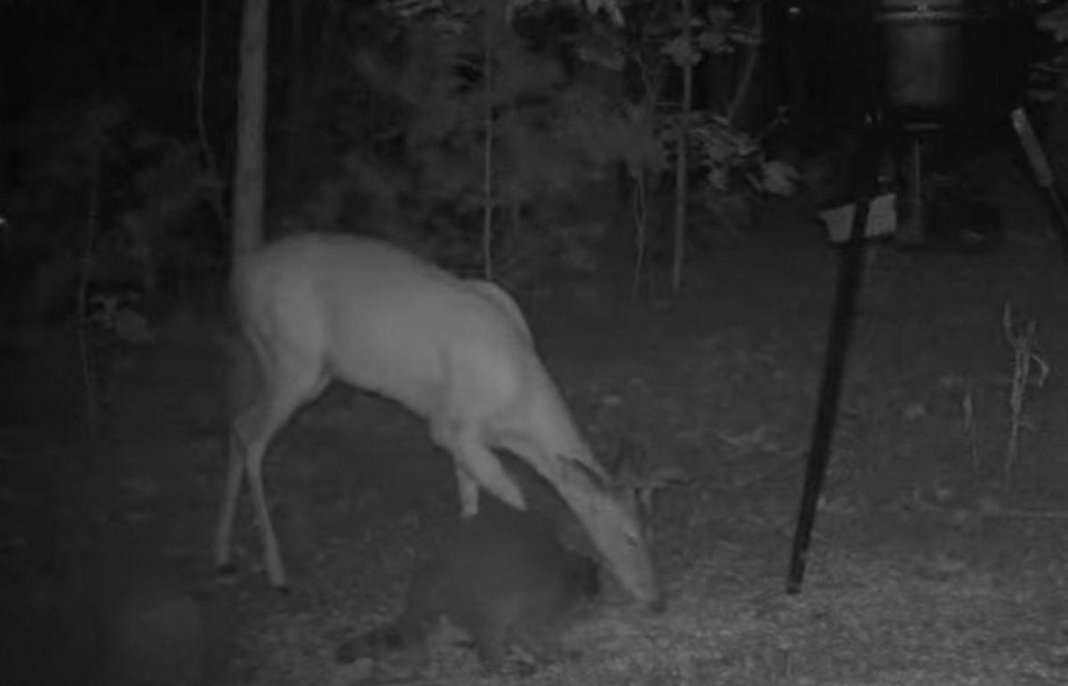 Єнот хотів налякати оленя, і ледь не вмер зі страху сам Єнот хотів налякати оленя, і ледь не вмер зі страху сам