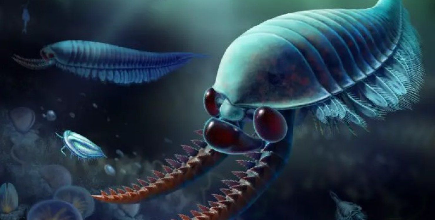 Вчені "воскресили" істоту, яка жила 520 мільйонів років тому Вчені "воскресили" істоту, яка жила 520 мільйонів років тому