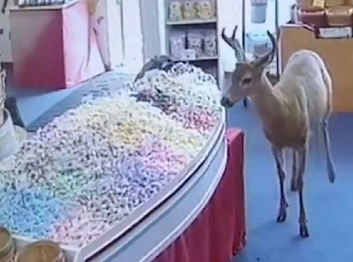 До кондитерської завітав олень До кондитерської завітав олень