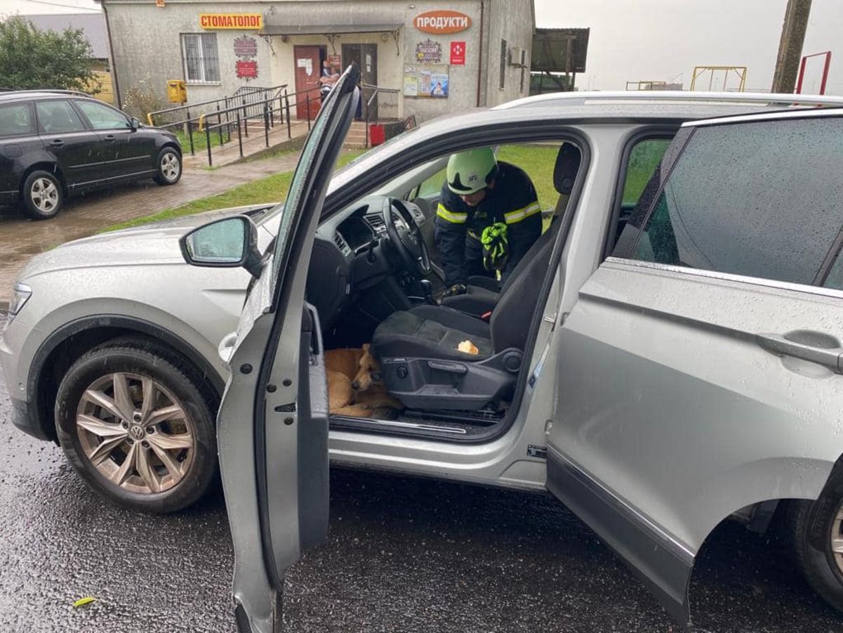 На Волыни собака залезла в автомобиль и не впускала водителя На Волыни собака залезла в автомобиль и не впускала водителя