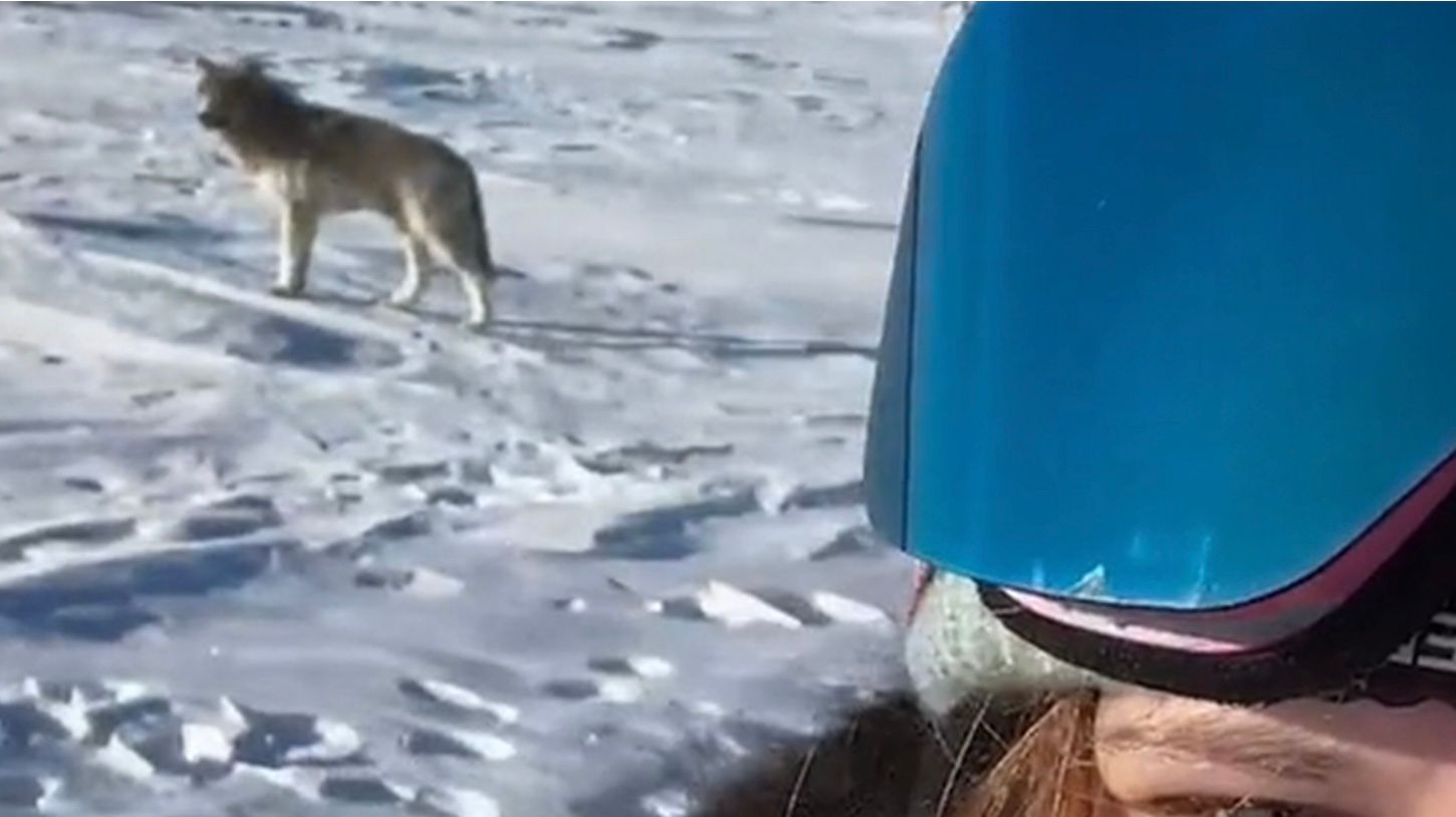 Фотографиня оказалась в окружении волчьей стаи в Арктике