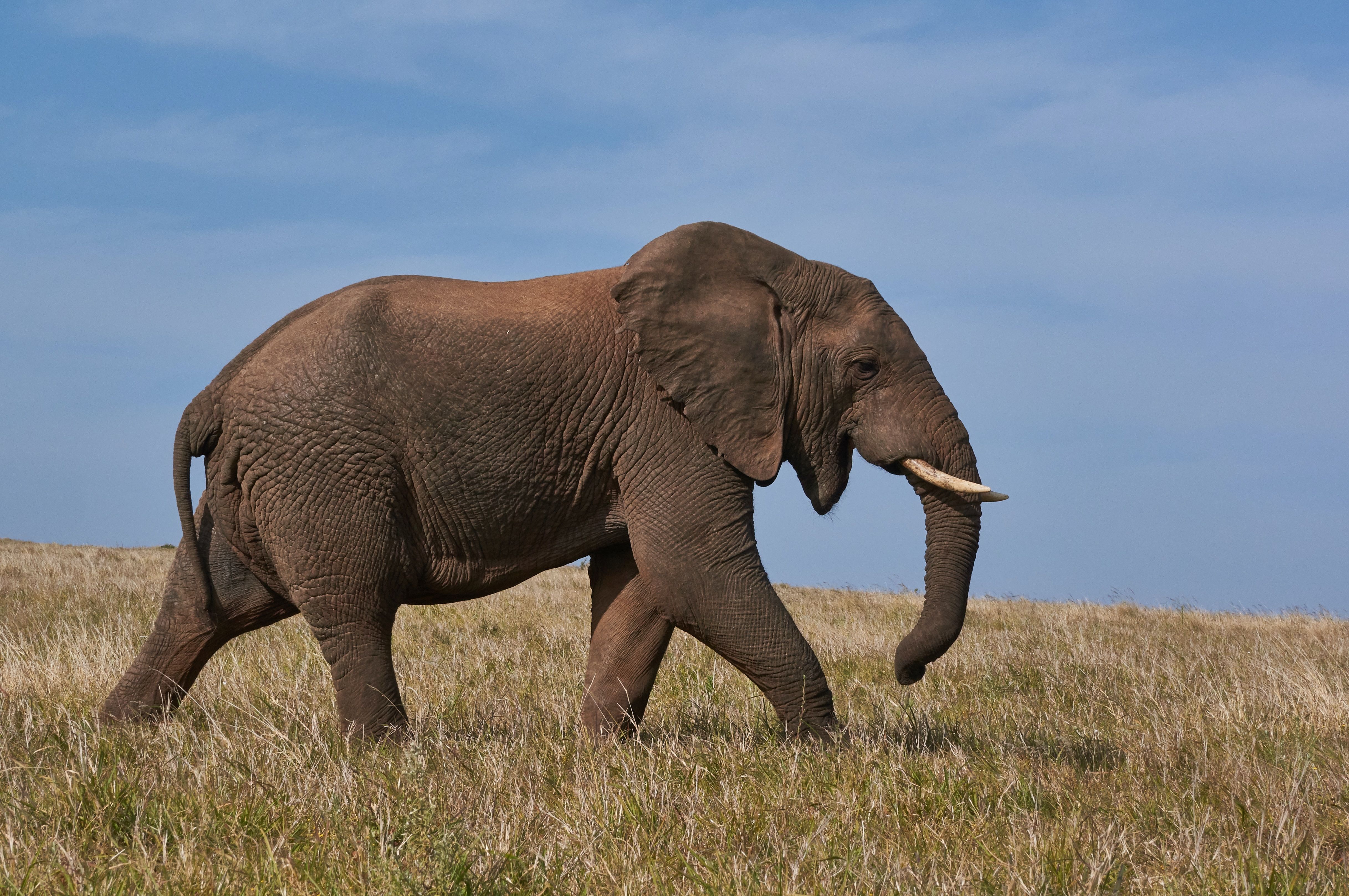 Ученые заметили что-то удивительное в поведении африканских слонов
