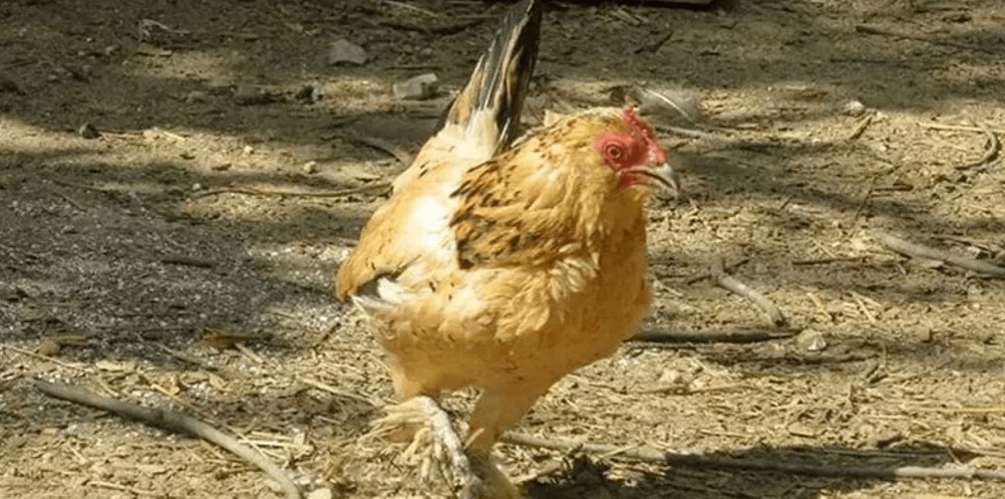 В США курица по кличке Арахис побила мировой рекорд Гиннеса