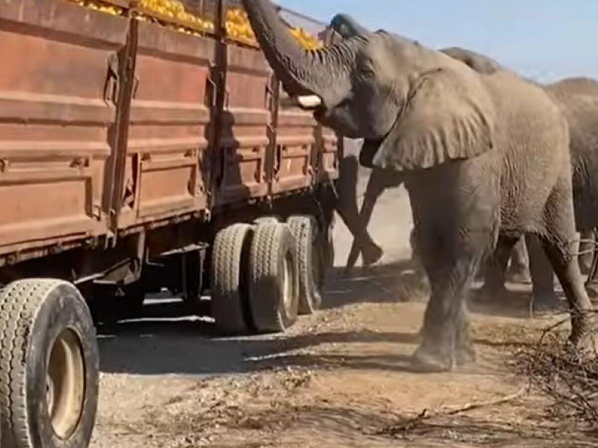 Стадо слонов в Африке полакомилось апельсинами из сломавшегося грузовика