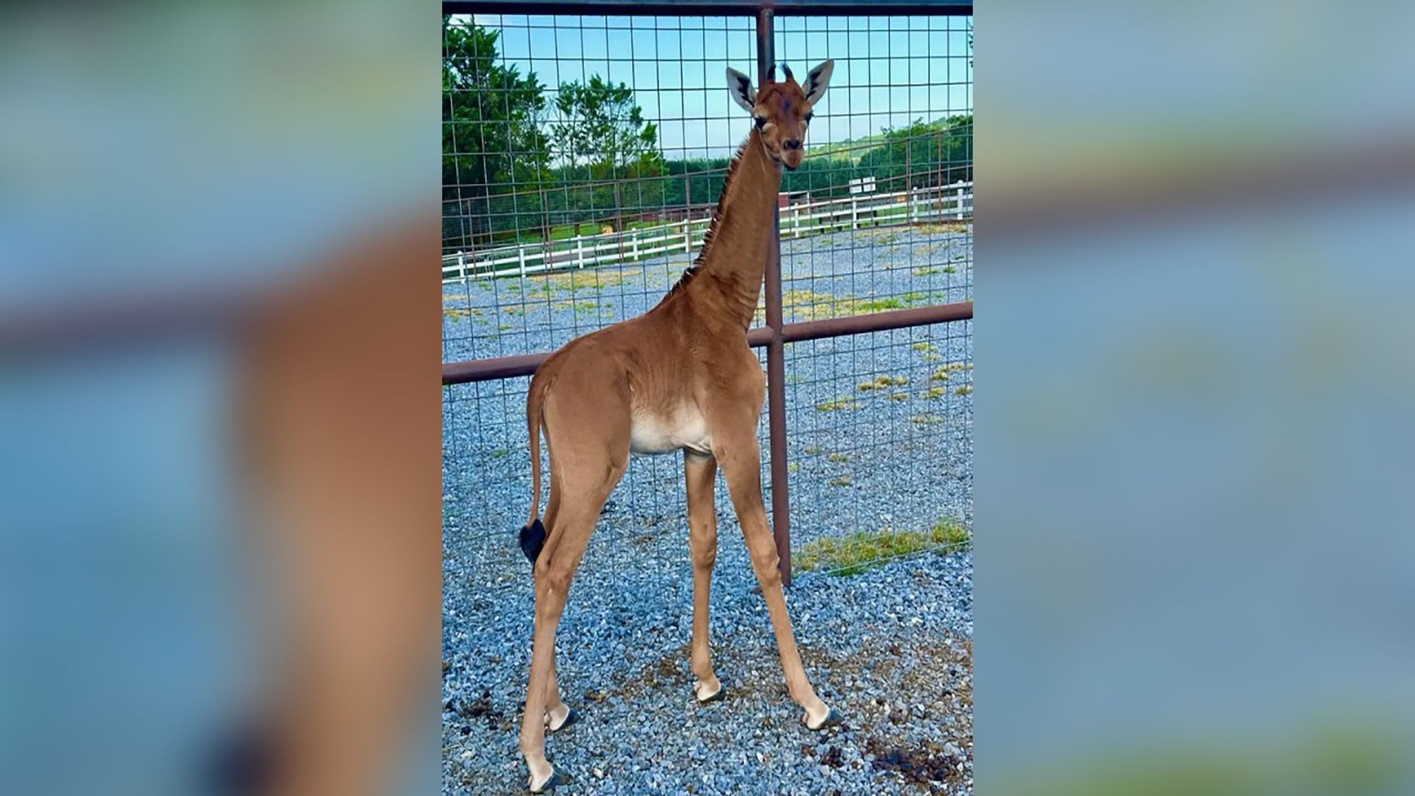 Жираф без пятен Жираф без пятен