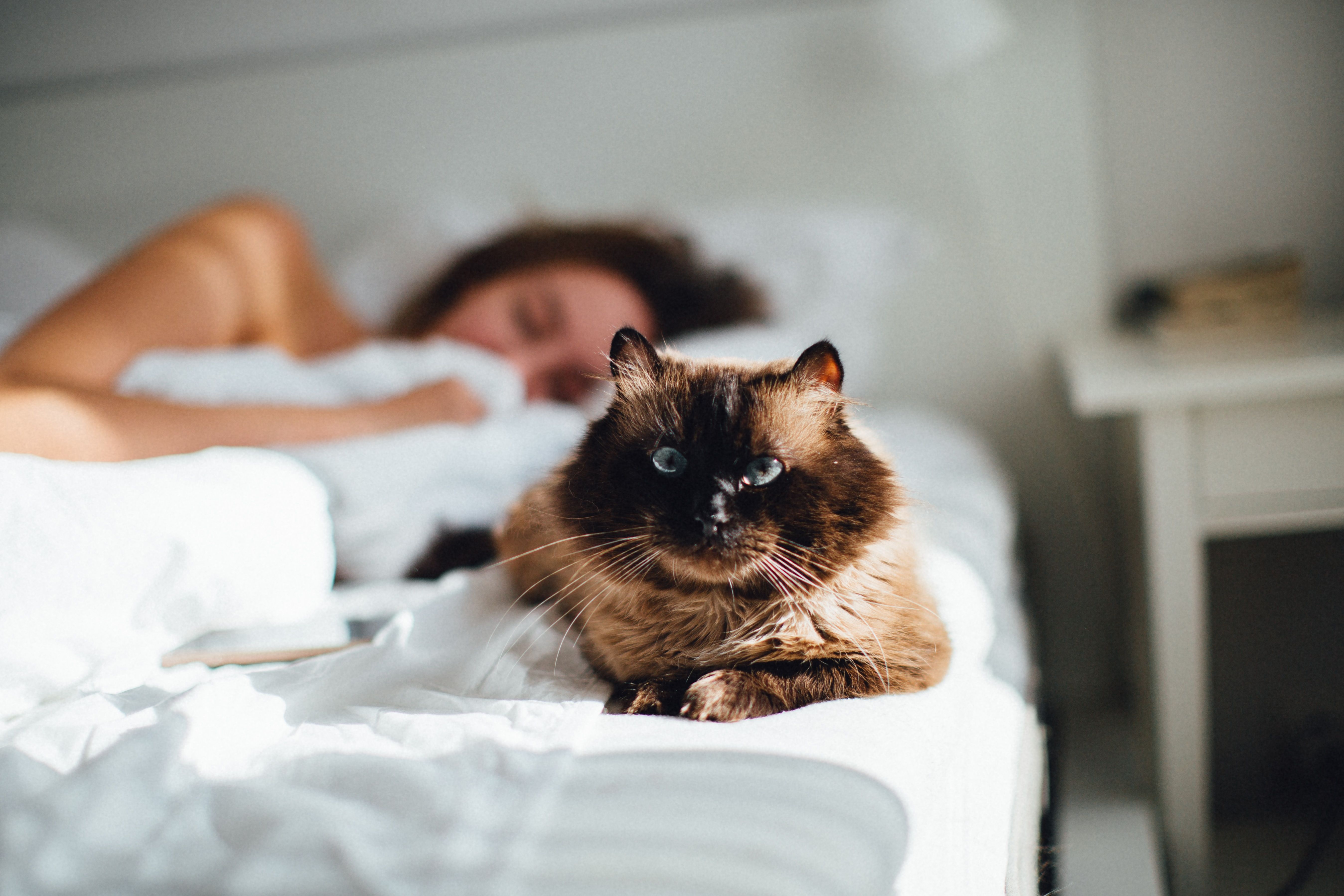 Чому коти будять людей рано-вранці