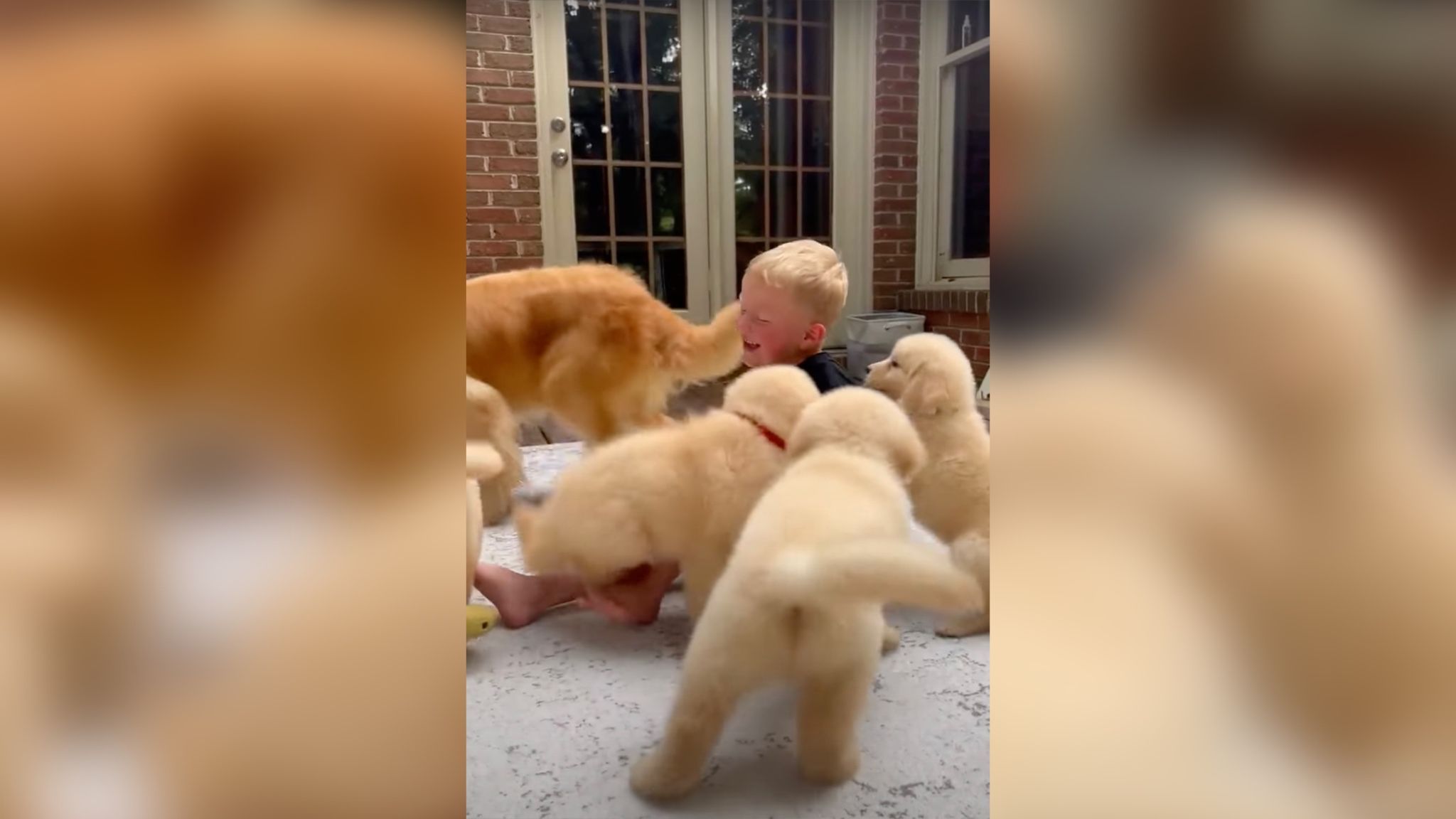 "Пушистая ловушка": маленький мальчик ежедневно оказывается в окружении четырех щенков - милое видео - Pets "Пушистая ловушка": маленький мальчик ежедневно оказывается в окружении четырех щенков - милое видео - Pets