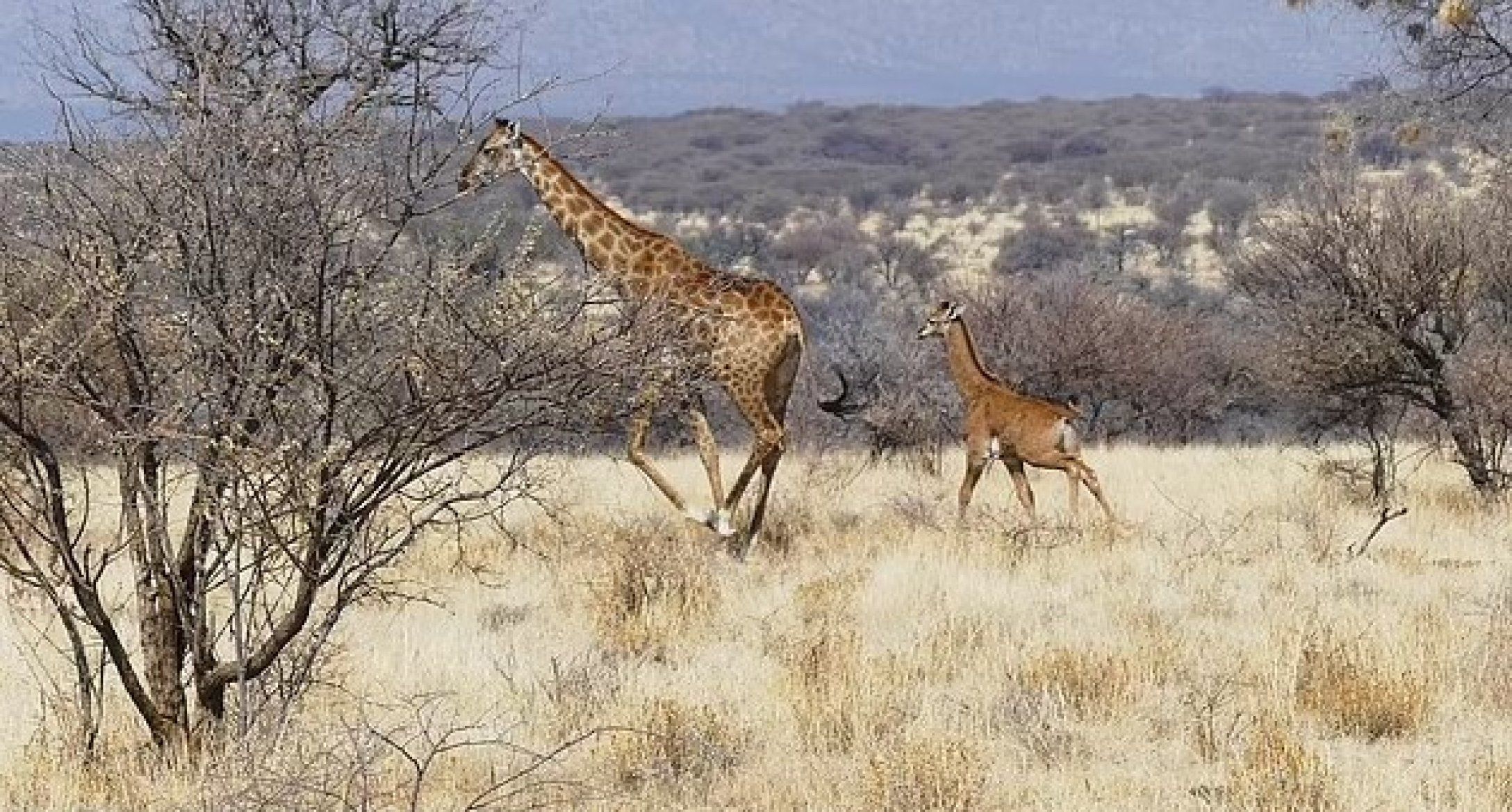 Першу жирафу без жодної плямочки в дикій природі виявлено в Африці 