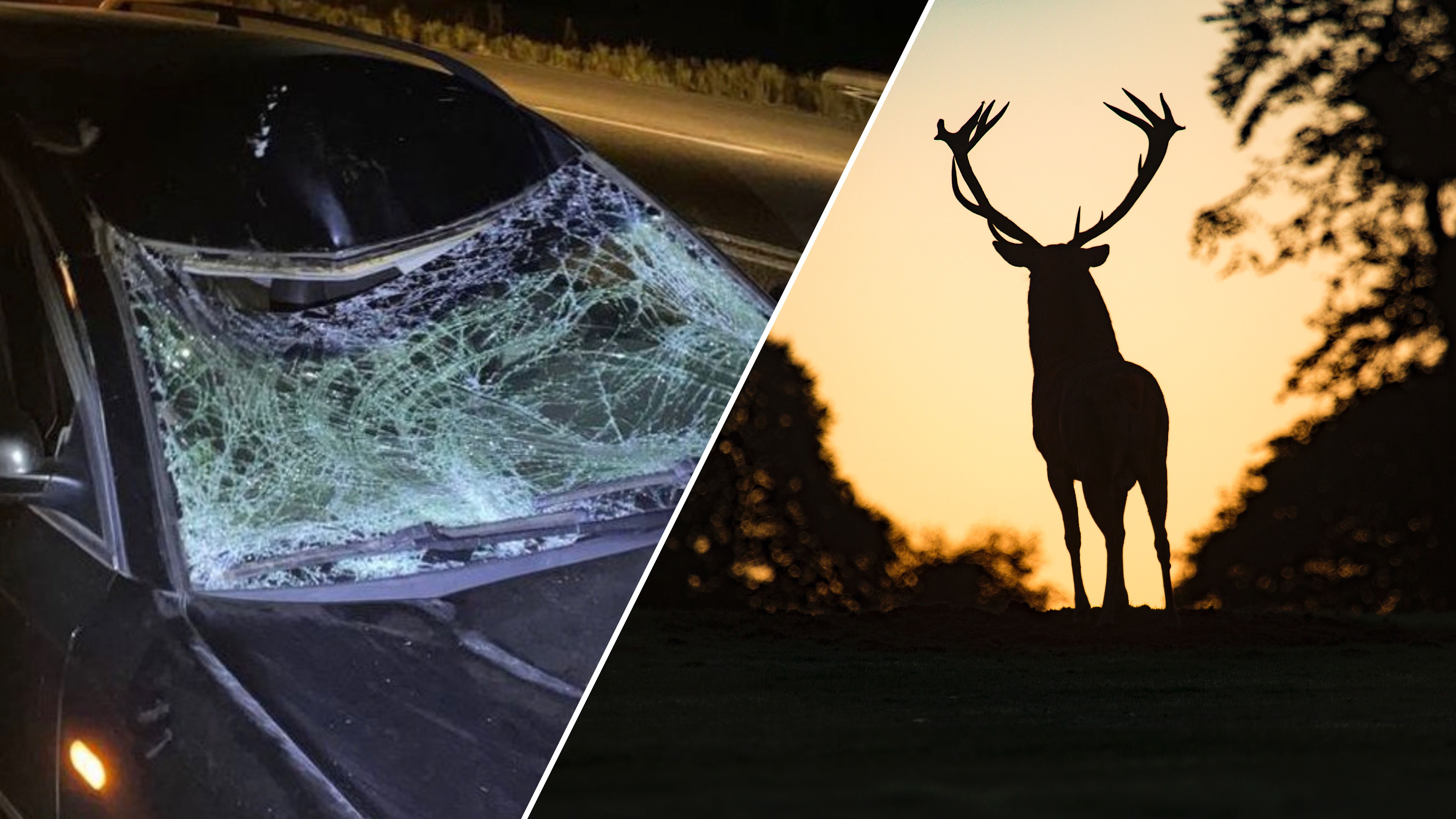 В Киеве произошло ДТП с участием оленя В Киеве произошло ДТП с участием оленя