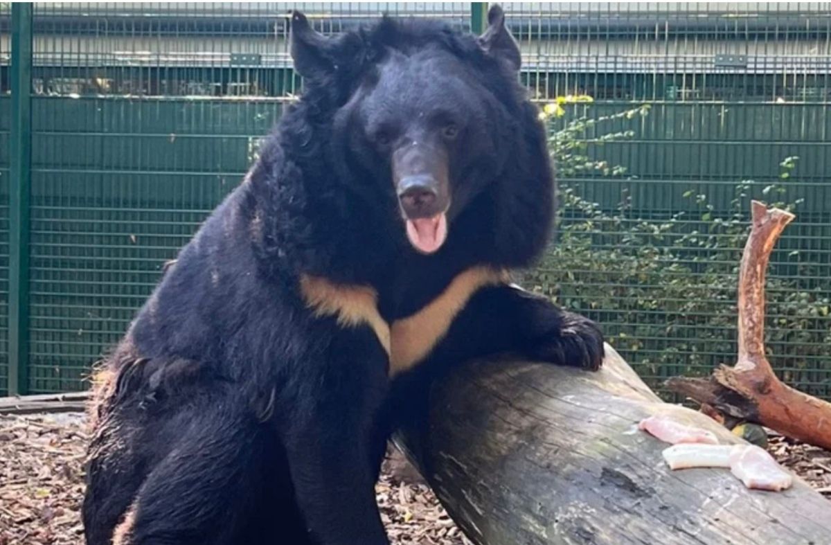 Ведмедя врятували з Ямполю Ведмедя врятували з Ямполю