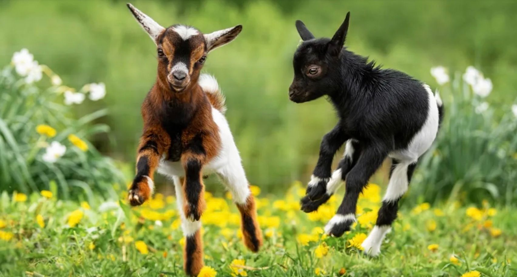 Могут ли животные рожать близнецов Могут ли животные рожать близнецов