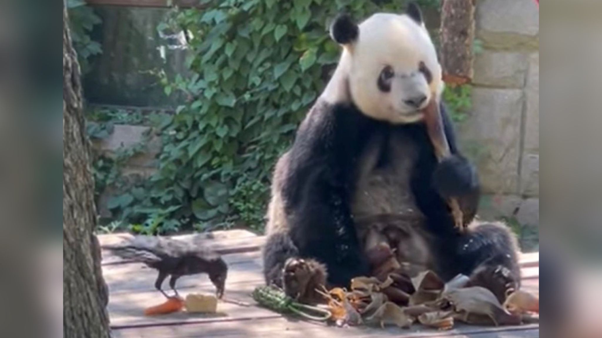 В китайском зоопарке панда подружилась с вороной