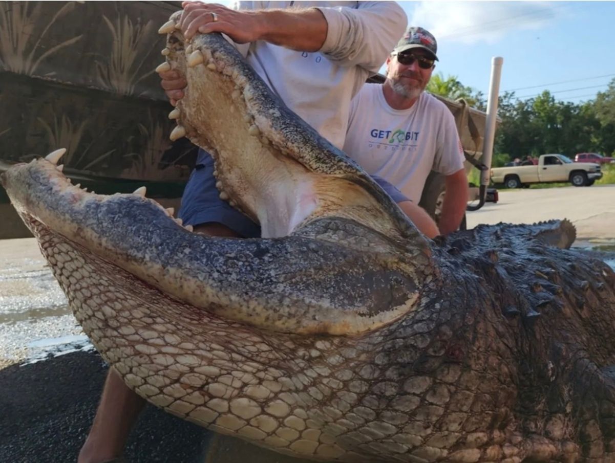 Во Флориде убили 90-летнего аллигатора весом 420 килограммов
