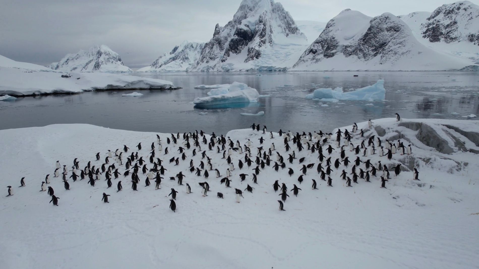До станції "Академік Вернадський" повернулись пінгвіни До станції "Академік Вернадський" повернулись пінгвіни
