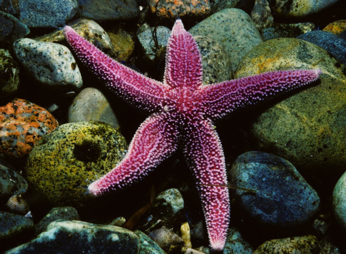 Два різні види морських зірок створили новий гібридний вид