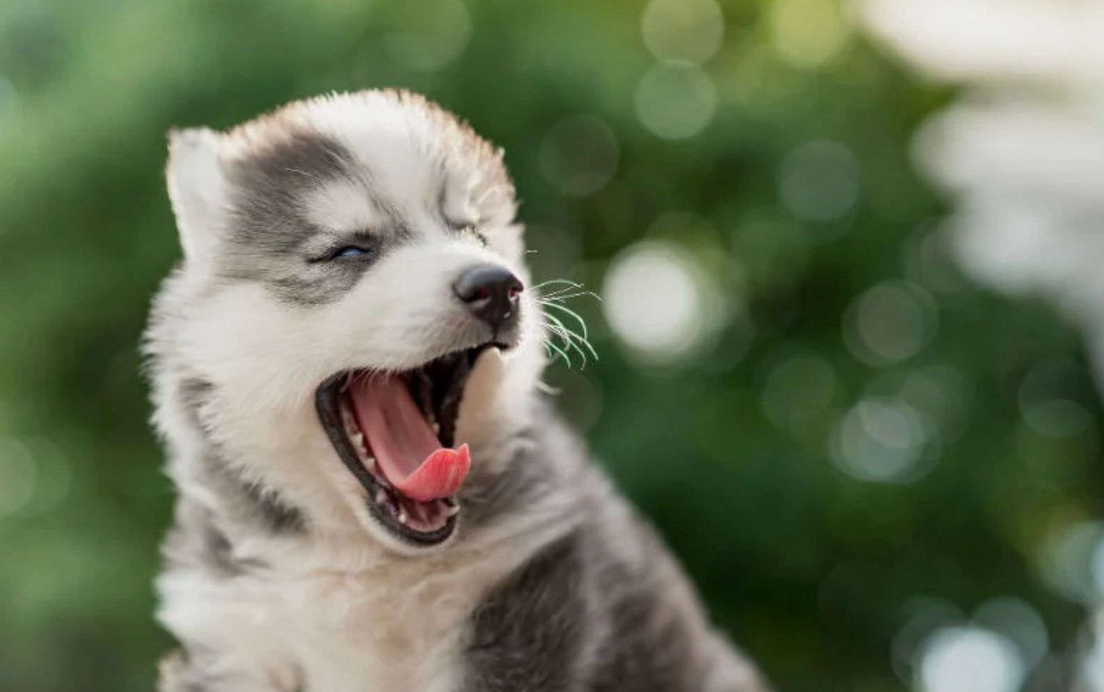 Чому собака позіхає