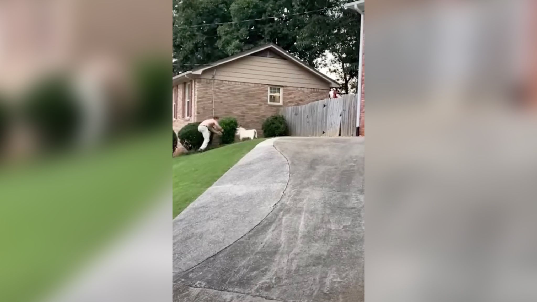 Жители Алабамы несколько дней пытались поймать козла Билли Жители Алабамы несколько дней пытались поймать козла Билли