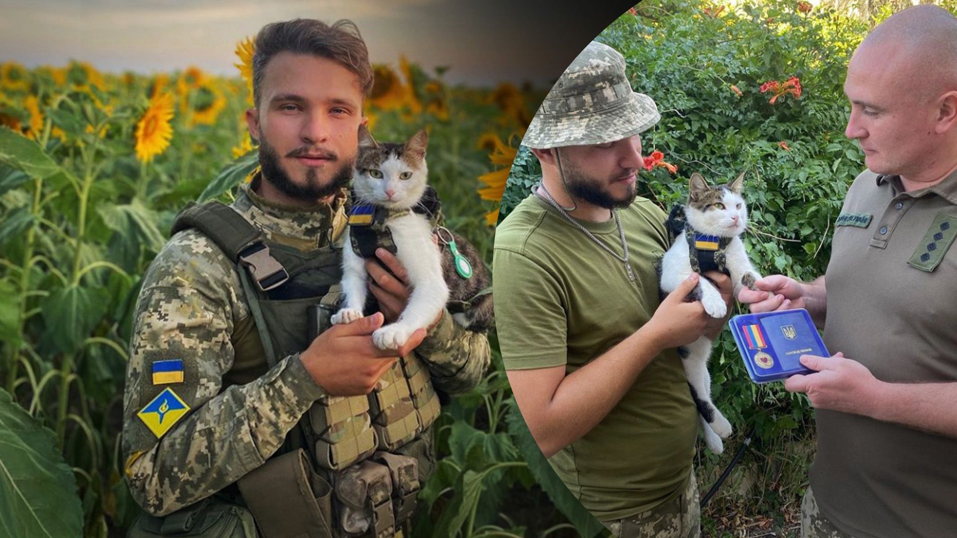 Кота Шайбу нагородили волонтерською відзнакою Кота Шайбу нагородили волонтерською відзнакою