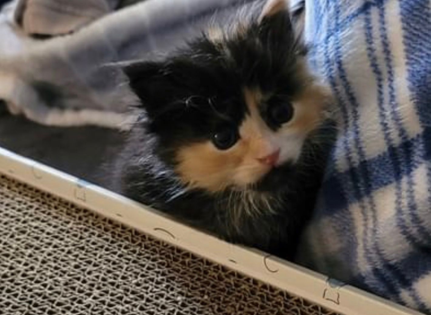 Листоноша врятував кошеня й наступного дня розбагатів Листоноша врятував кошеня й наступного дня розбагатів