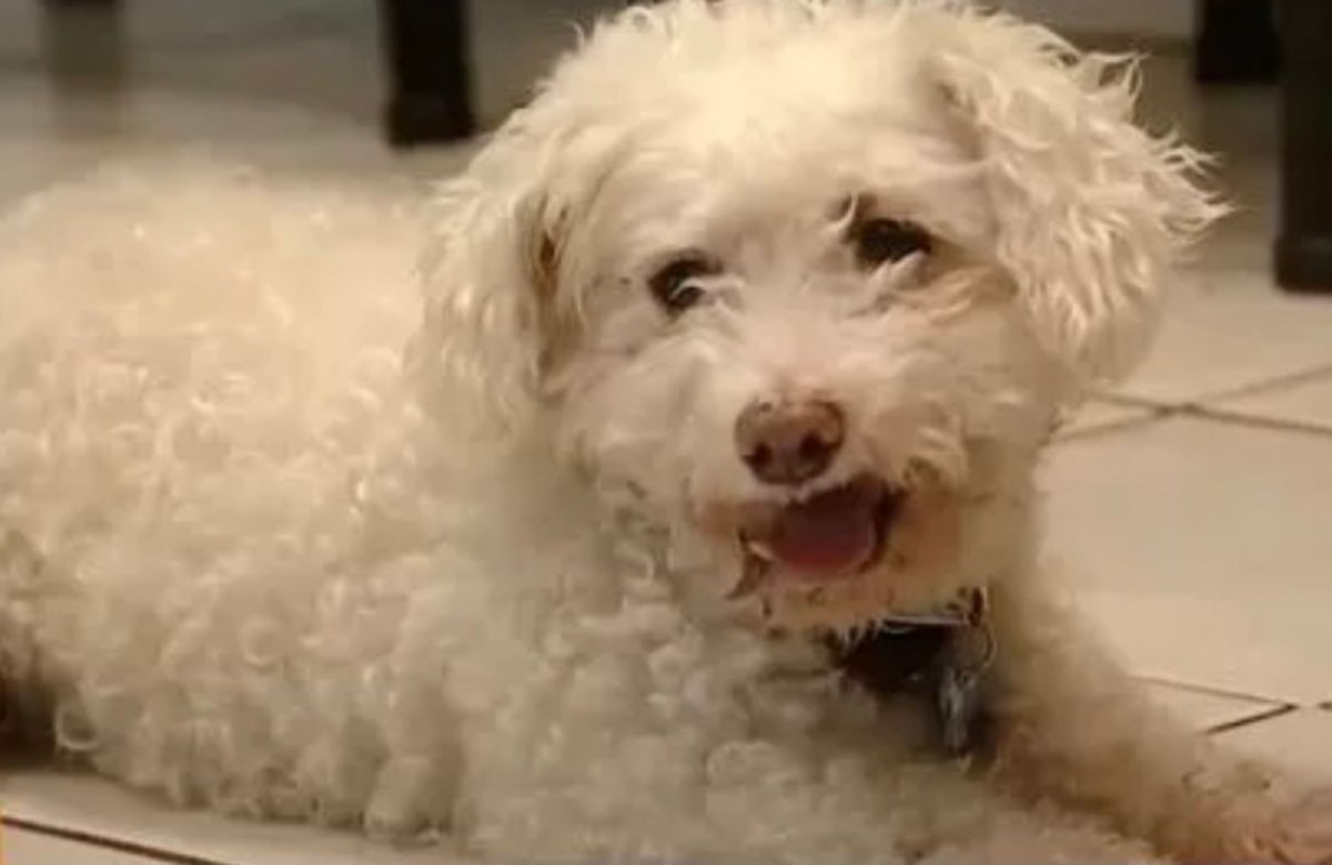 Собака повернувся до господарів через 12 років після зникнення