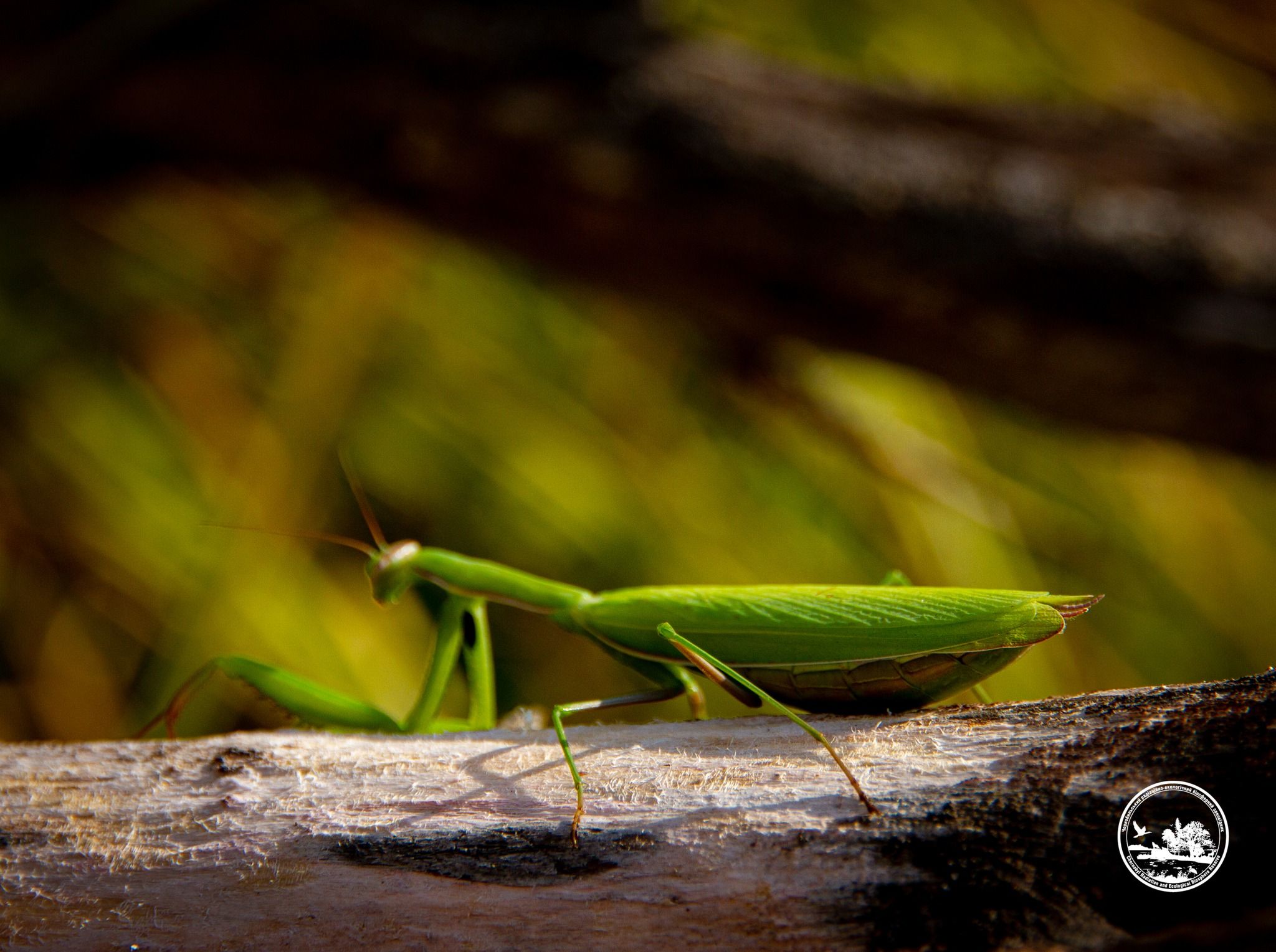 Богомол, который может уничтожать пчел Богомол, который может уничтожать пчел