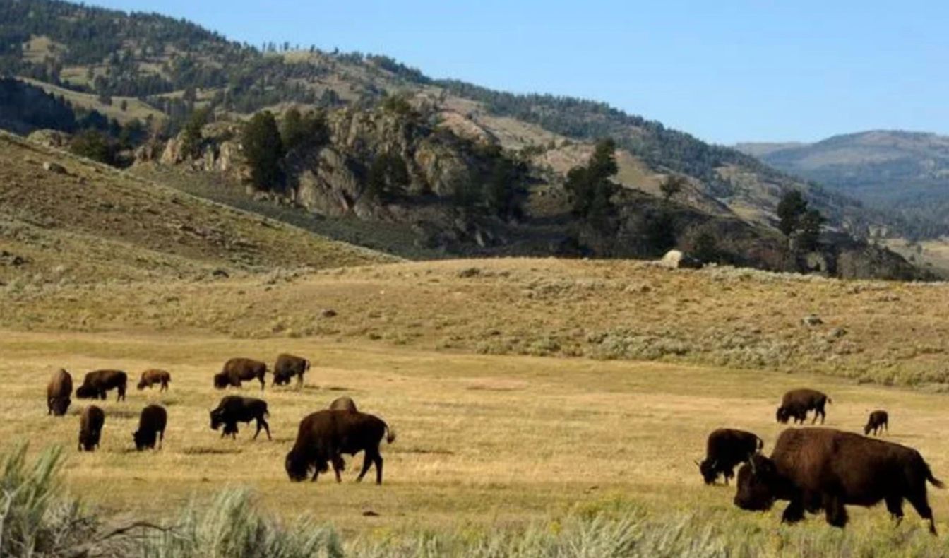 В парке обитает самая большая в Северной Америке популяция бизонов - около 4700 В парке обитает самая большая в Северной Америке популяция бизонов - около 4700