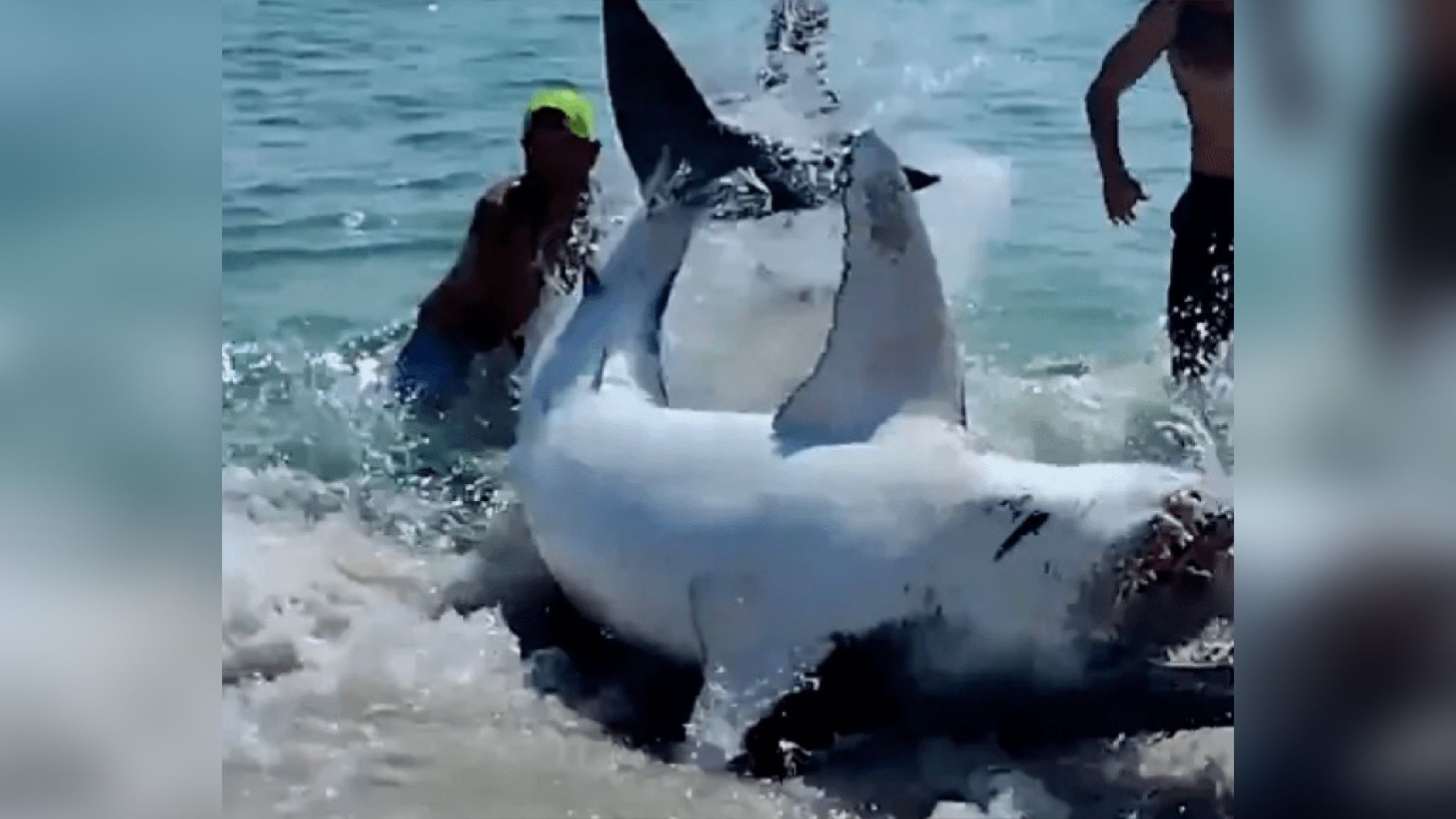 У США туристи врятували величезну акулу, яка "сіла на мілину"