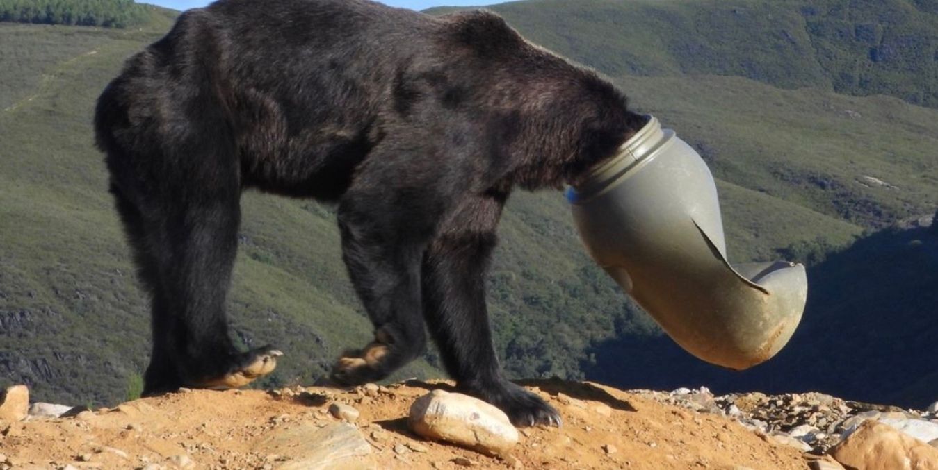 В Іспанії бурий ведмідь застряг головою в каністрі  фото, від яких стає боляче - Pets