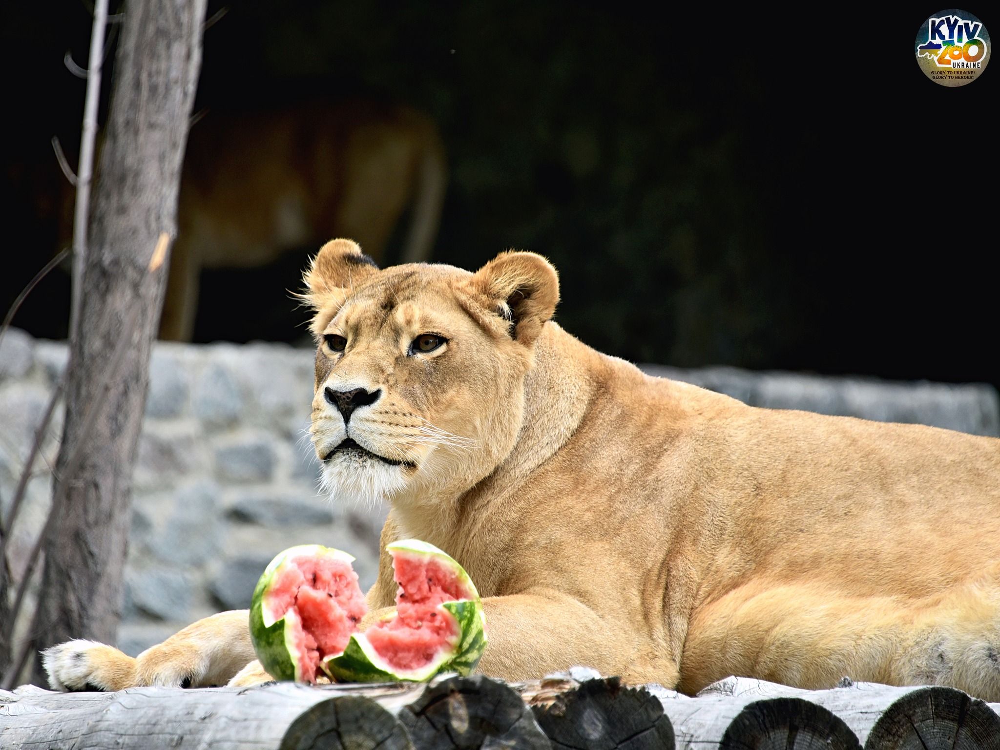 У КиївЗоо влаштовують кавуновий вікенд для тварин У КиївЗоо влаштовують кавуновий вікенд для тварин