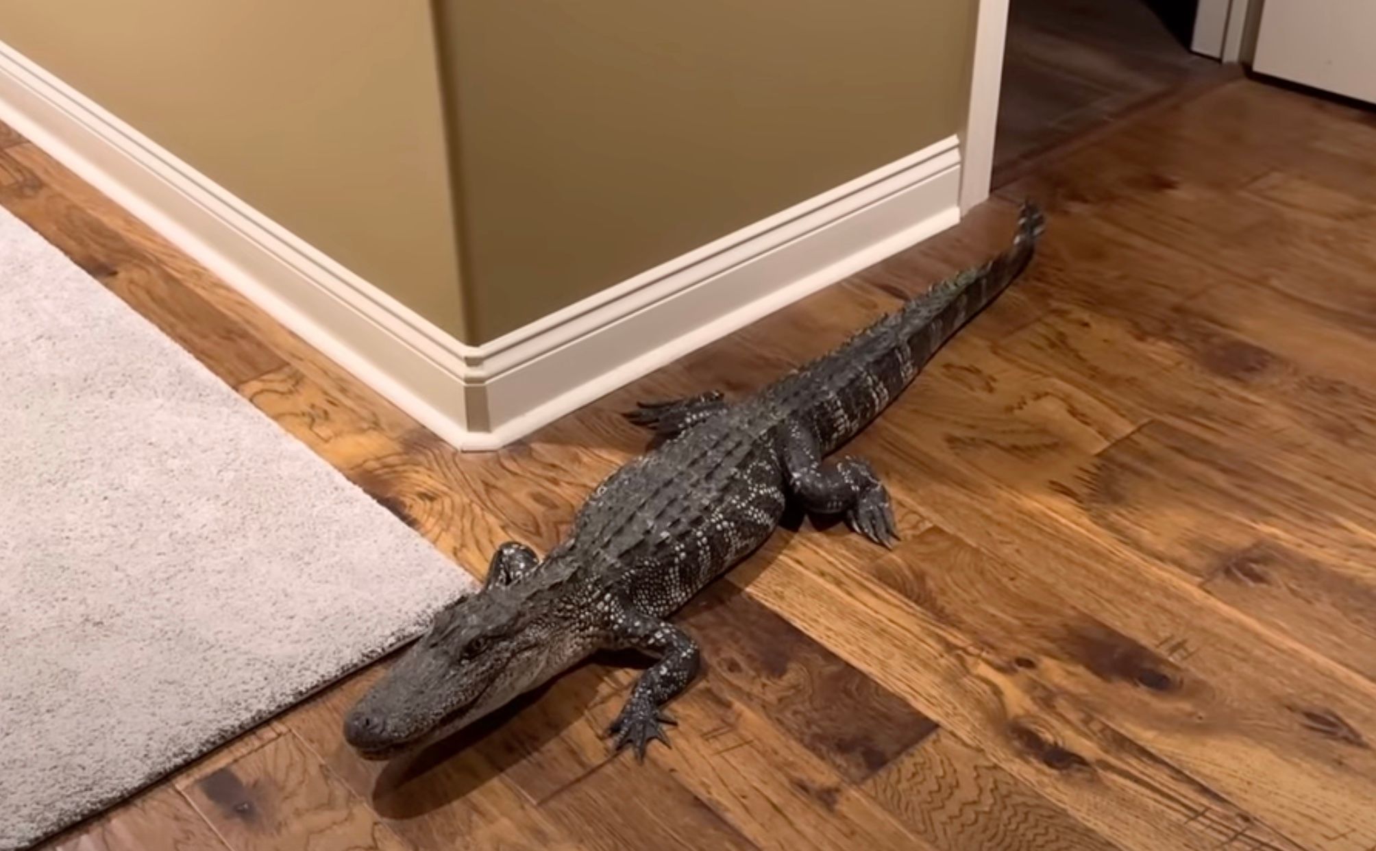 В США аллигатор проник в дом через собачью дверь