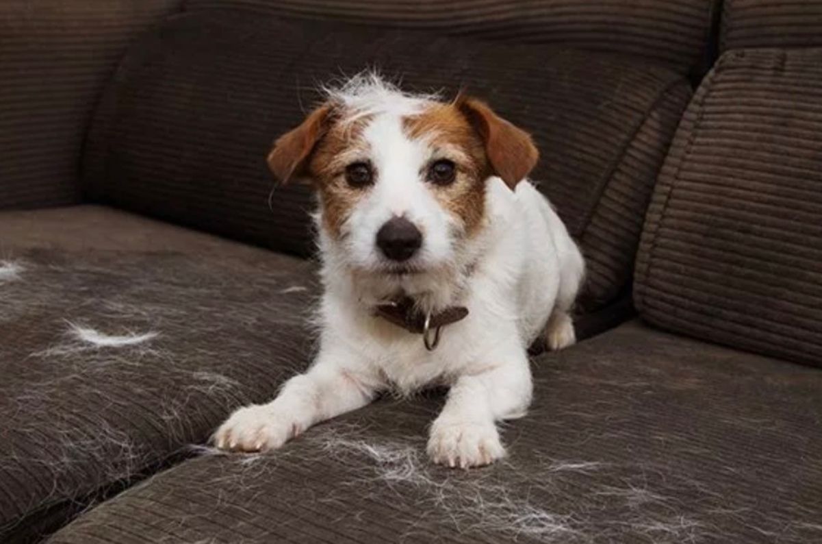 Сезон линяння тварин: як впоратися з зайвою шерстю Сезон линяння тварин: як впоратися з зайвою шерстю