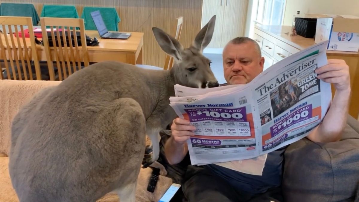 Кенгуру любить розслаблятися на дивані з господарем Кенгуру любить розслаблятися на дивані з господарем