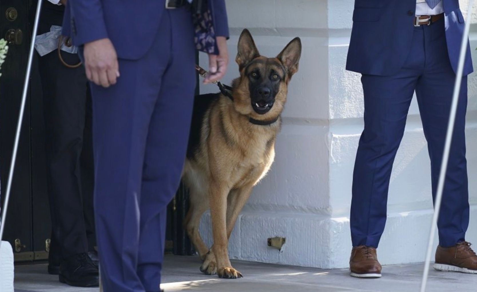 Овчарка Байдена укусила сотрудницу секретной службы США Овчарка Байдена укусила сотрудницу секретной службы США