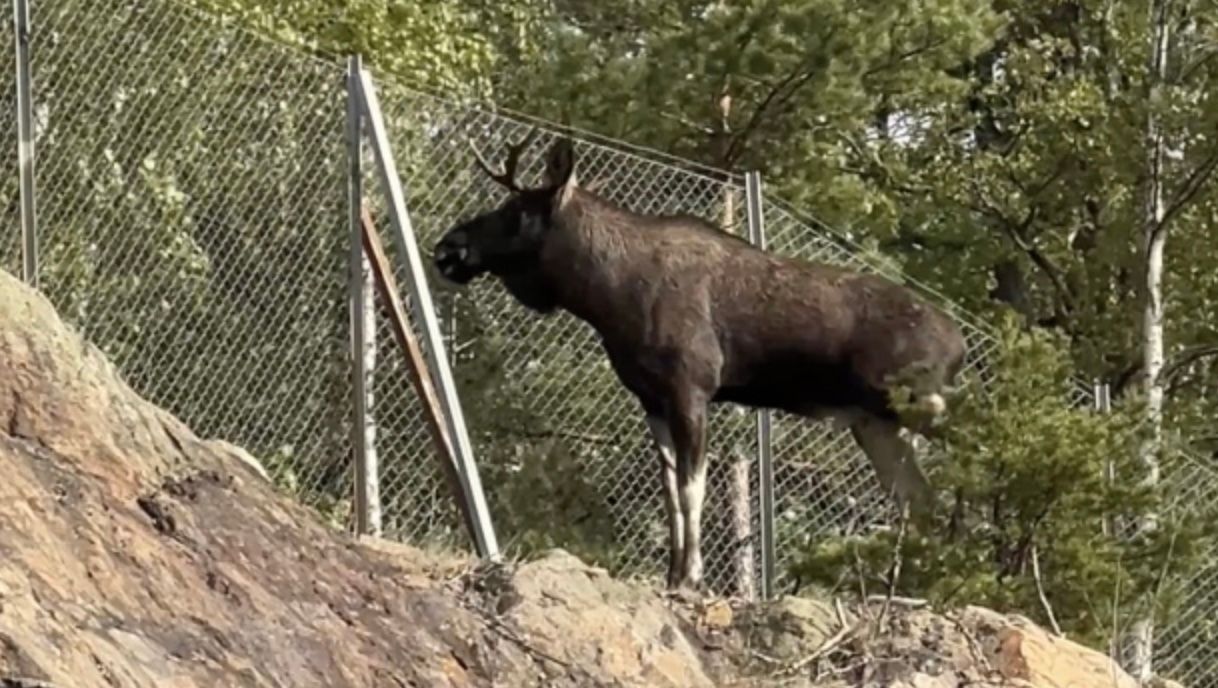 Частина метро Стокгольма призупинила роботу через лося на коліях Частина метро Стокгольма призупинила роботу через лося на коліях