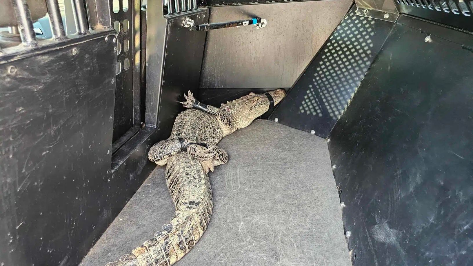 Алігатора спіймали в казино Waterview Алігатора спіймали в казино Waterview