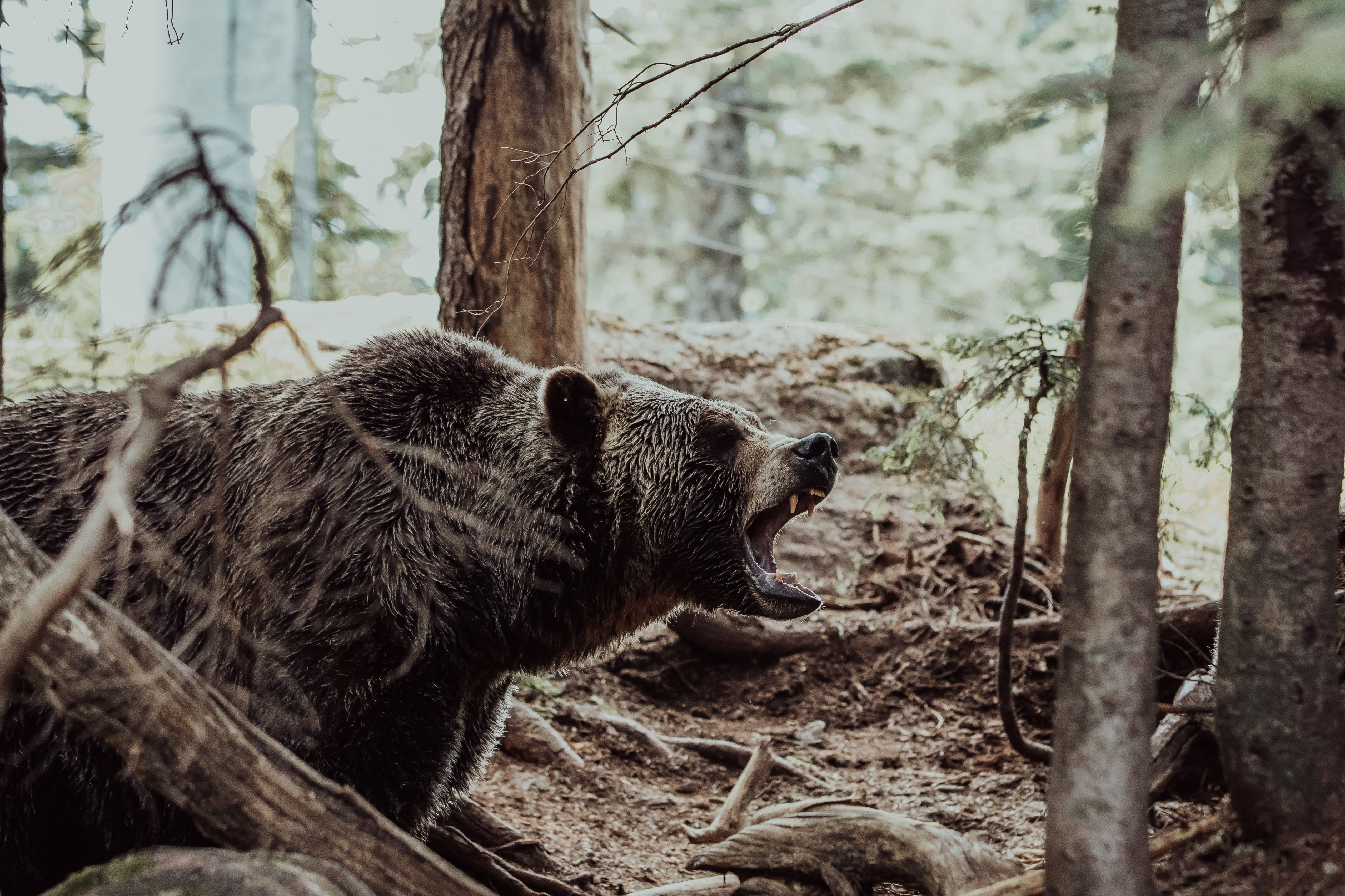 В селе недалеко ото Львова заметили медведя