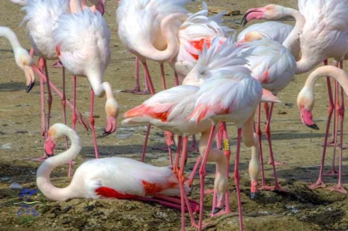 В нацпарке в Одесской области родилось почти 200 фламинго