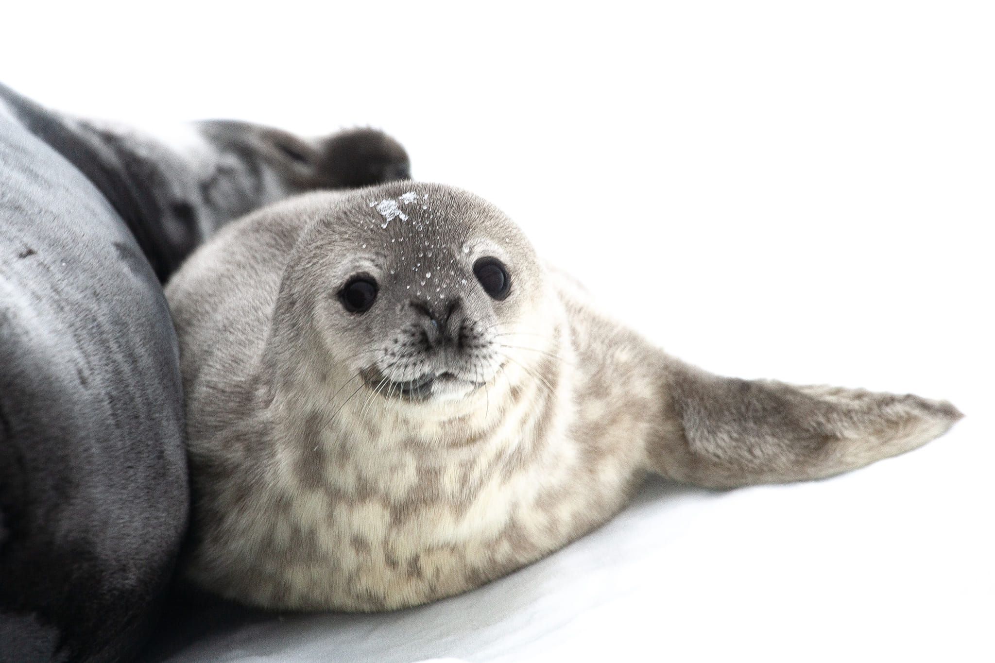 На станції Вернадського обрали ім'я новонародженому тюленятку На станції Вернадського обрали ім'я новонародженому тюленятку