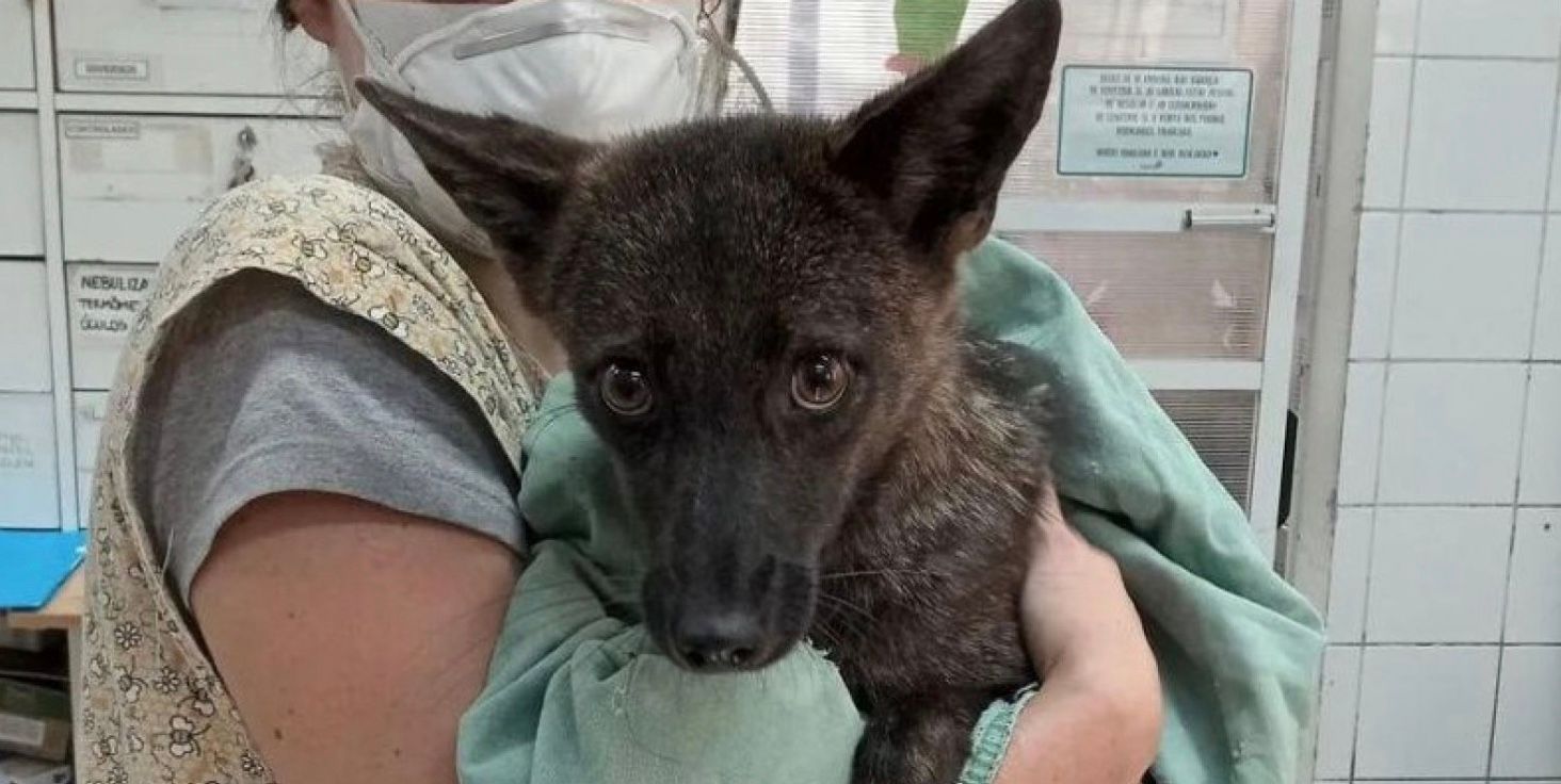 В Бразилии заметили самое удивительное животное в мире В Бразилии заметили самое удивительное животное в мире