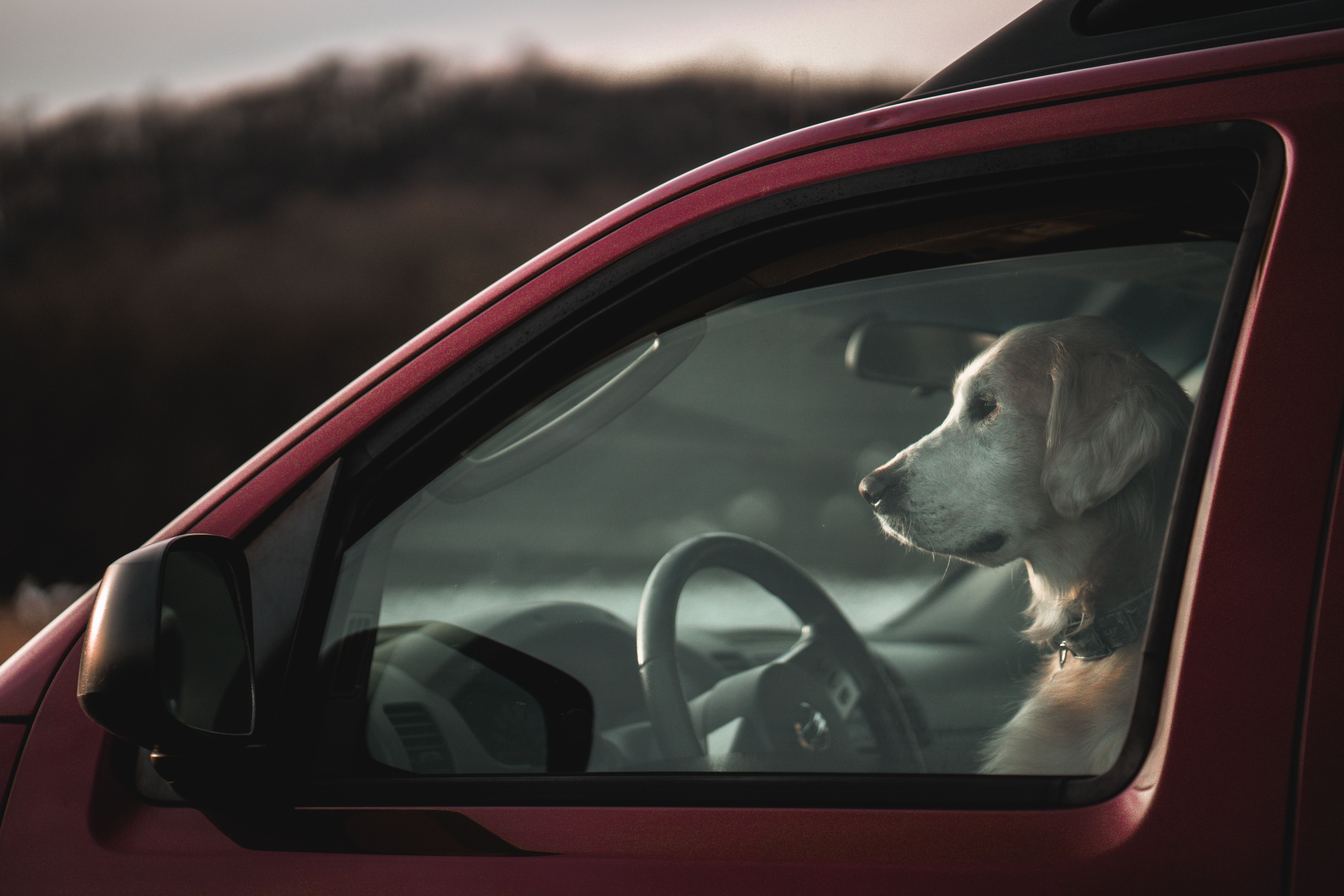 Камера зафиксировала собаку за рулем движущегося автомобиля
