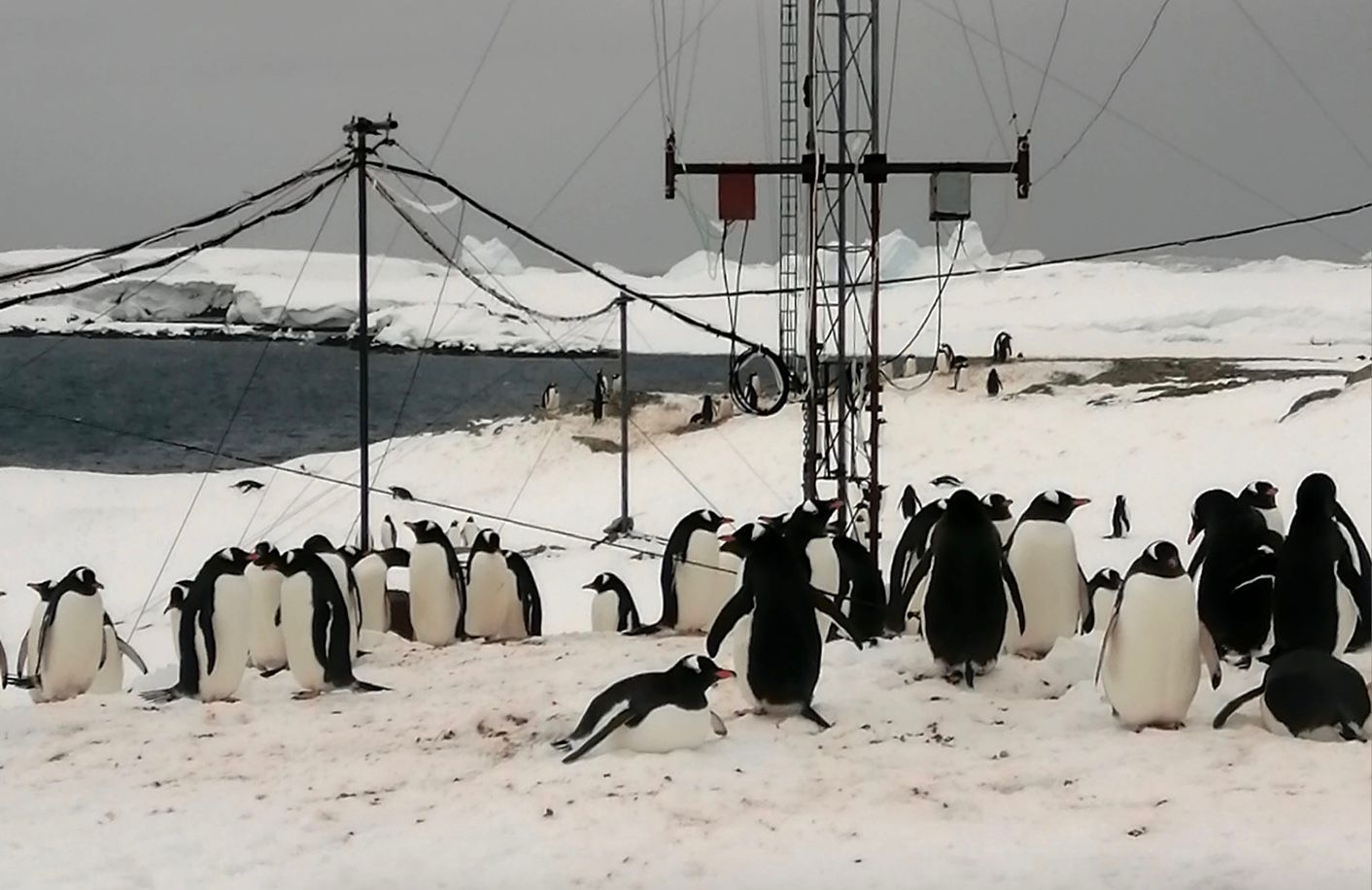 Пінгвіни "окупували" станцію Академік Вернадський Пінгвіни "окупували" станцію Академік Вернадський