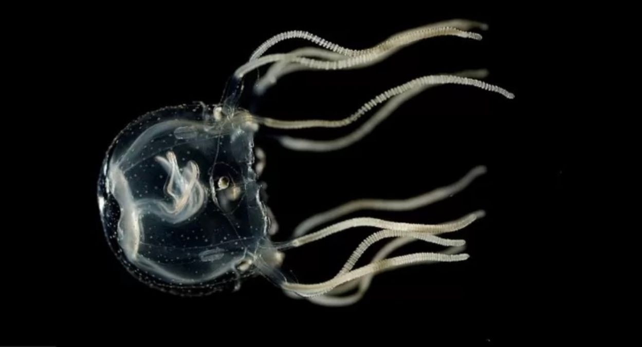 Медузы имеют "память", несмотря на отсутствие мозга