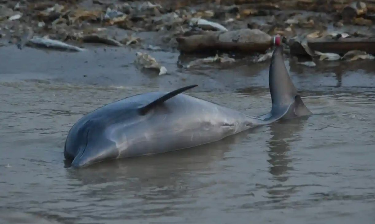 У Бразилії дельфіни масово гинуть через спеку