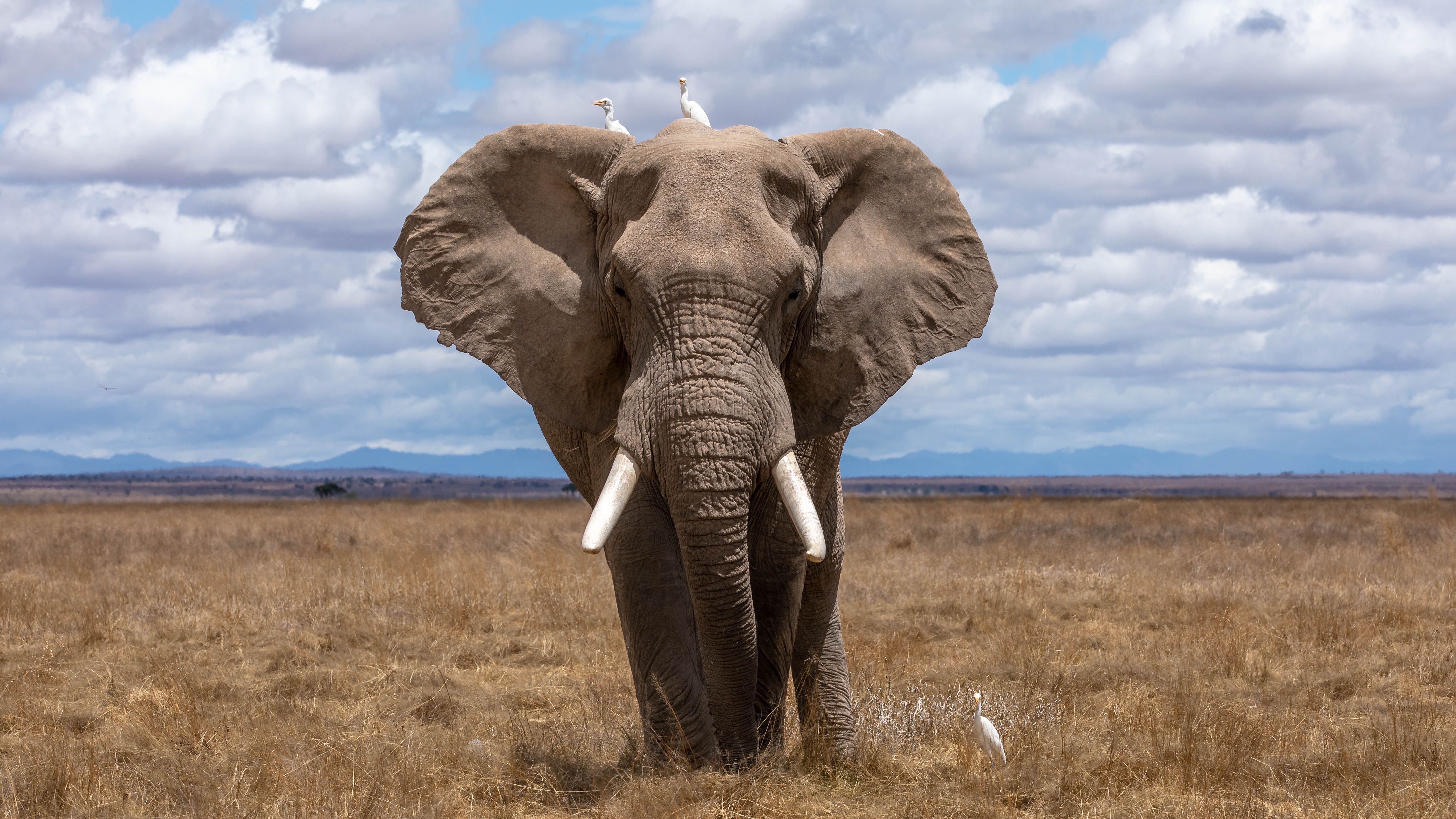 Ученые обнаружили, что слоны крайне изобретательны в решении головоломок.