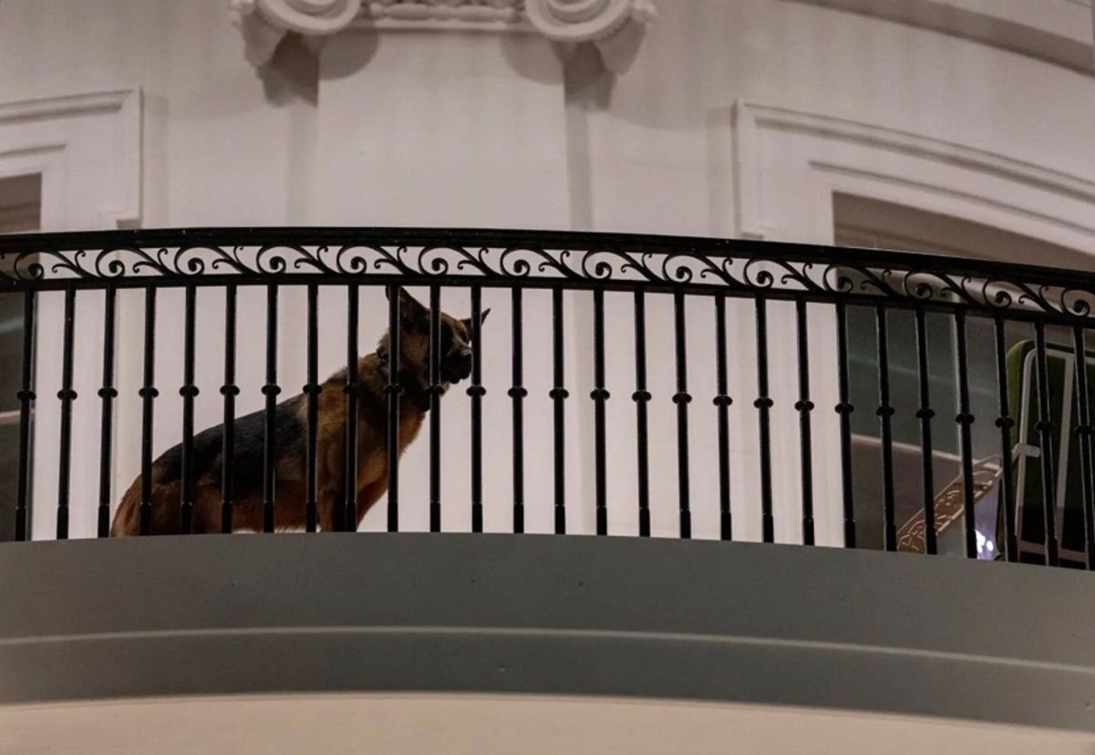 Вівчарку Байдена виселяють з Білого дому Вівчарку Байдена виселяють з Білого дому